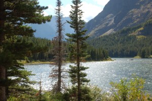 Pines and lake