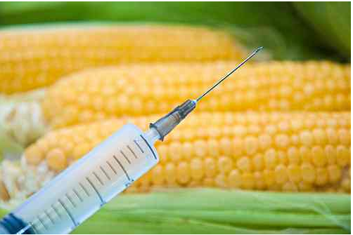 Corn on the cobb with chemical injection